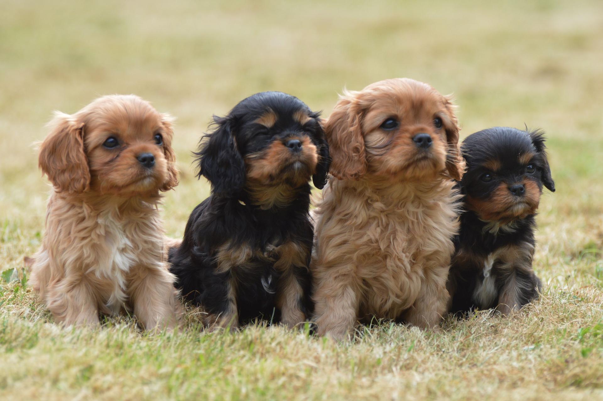 Breeders list puppies