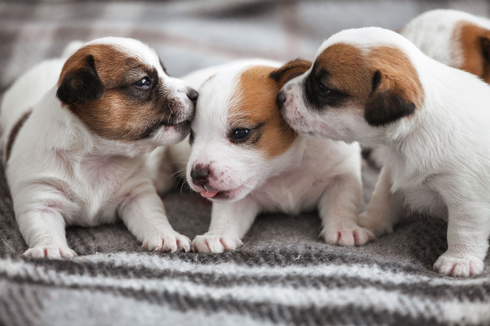 Group of Newborn Puppies lying on blanket