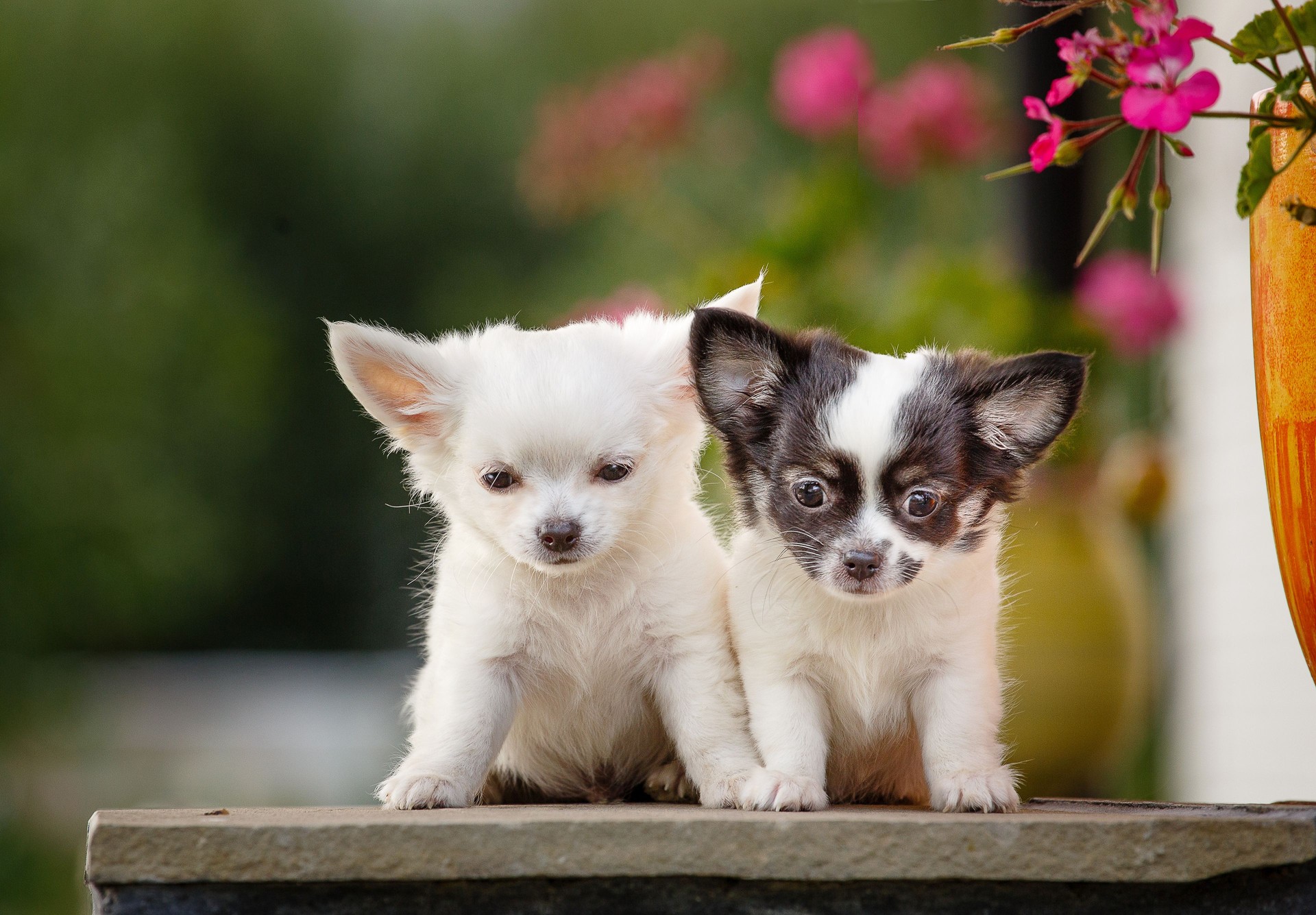cute chihuahua puppies