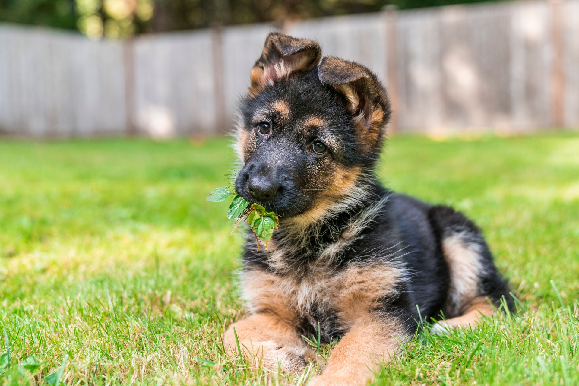 List puppies for sale, 