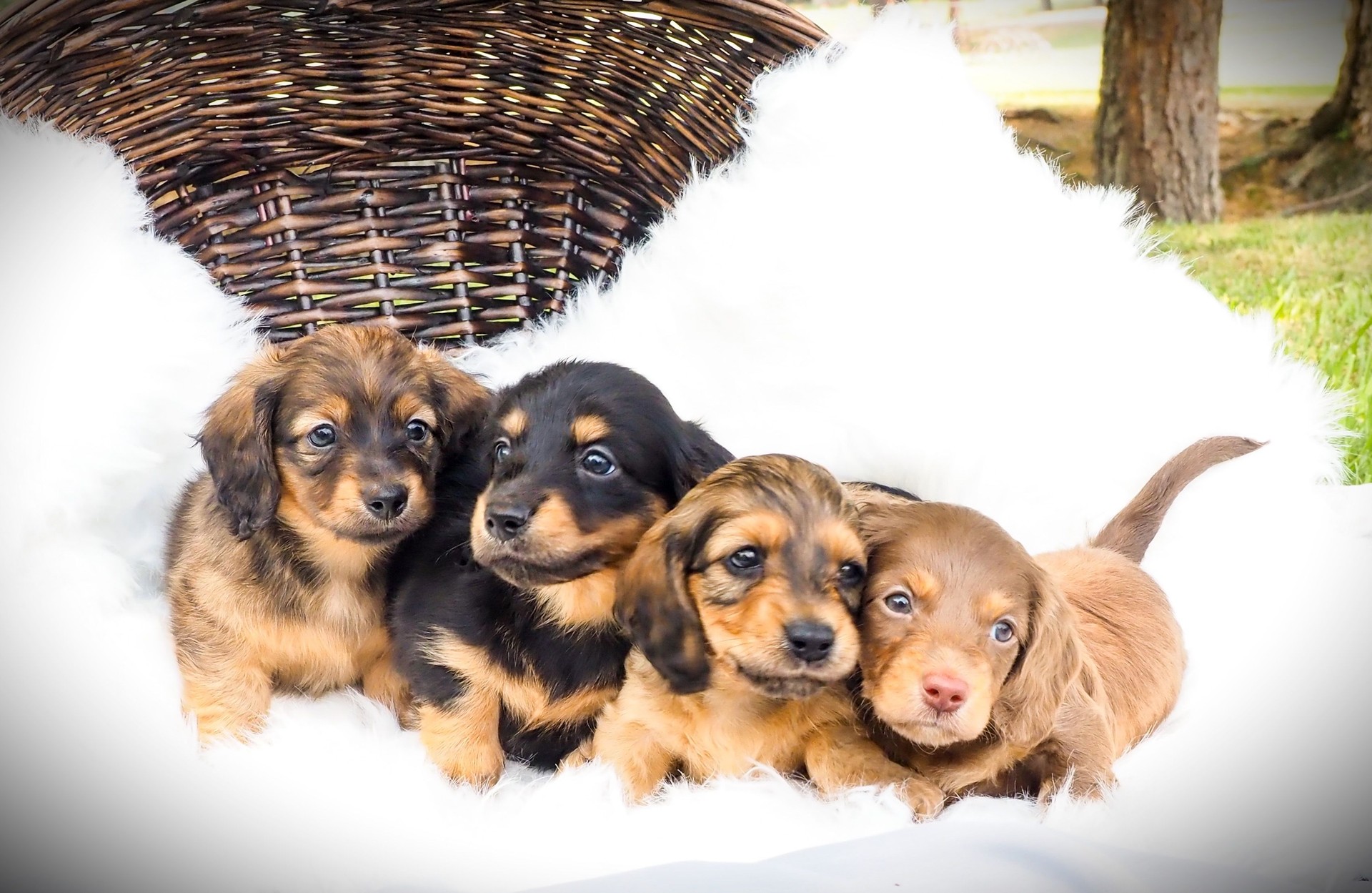 Puppies for sale, puppy classifieds 